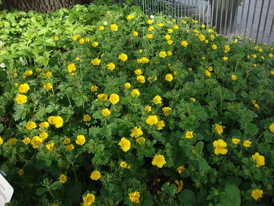 Wooly Cinquefoil