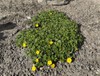 Alpine Cinquefoil