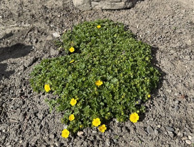 Alpine Cinquefoil