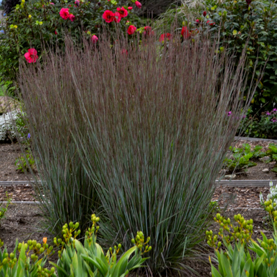 Little Bluestem