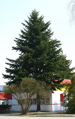 Douglas Fir