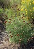 Mexican Hat