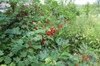 Red Currant