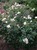 Snow Pavement Rose thumbnail