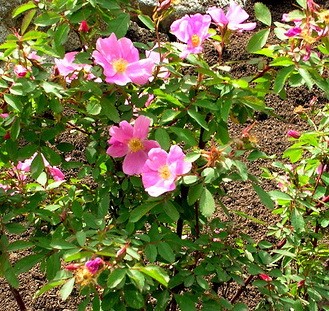 Kimberley Wild Rose
