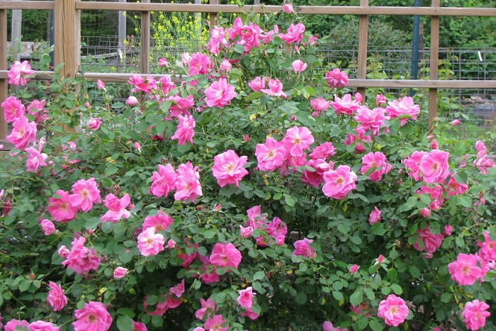 Carefree Beauty Rose - Okanagan Xeriscape Association