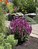 Perennial Salvia