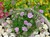 Dwarf Pincushion Flower thumbnail