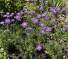 Dwarf Pincushion Flower