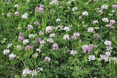 Crown Vetch