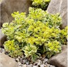ATLANTIS™ Stonecrop