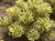 ATLANTIS™ Stonecrop thumbnail