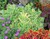 Autumn Charm Stonecrop thumbnail