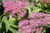 Neon Tall Stonecrop thumbnail
