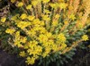 Blue Spruce Stonecrop