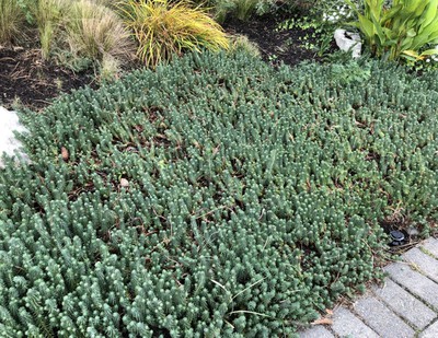 Blue Spruce Stonecrop
