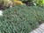 Blue Spruce Stonecrop thumbnail