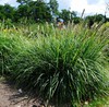 Autumn moor grass