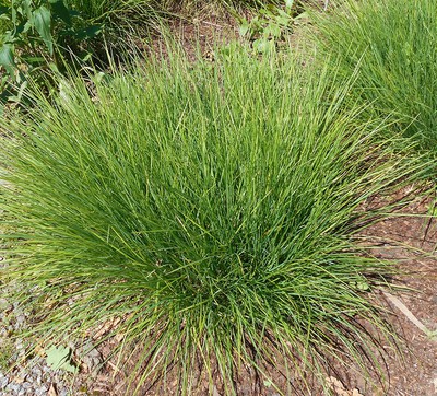 Autumn moor grass