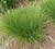 Autumn moor grass thumbnail