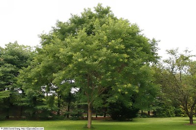 Japanese Pagoda Tree
