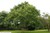 Japanese Pagoda Tree thumbnail