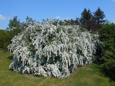 Bridal Wreath Spirea