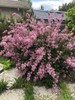 Bloomerang® Reblooming Lilac