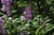 Preston Lilac thumbnail