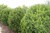 Hick's Yew thumbnail