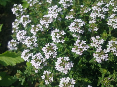 English Thyme (herb)