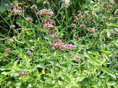 Purpletop vervain