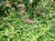 Purpletop vervain thumbnail