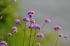 Purpletop vervain