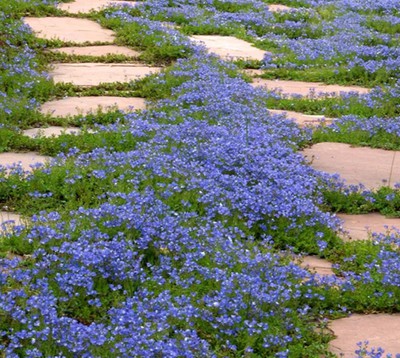 Turkish Speedwell