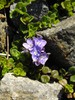 Turkish Speedwell