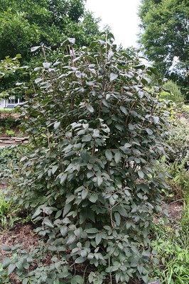 Mohican Wayfaring Tree