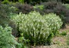 Perennial Salvia