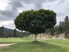 Hedge Maple