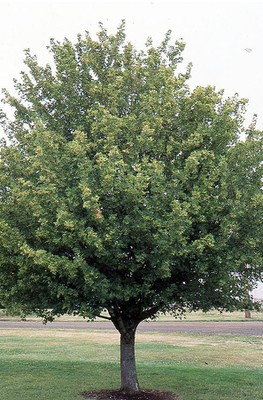 Hedge Maple