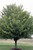 Hedge Maple thumbnail