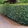 Hedge Maple