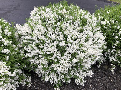 Slender Deutzia