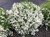 Slender Deutzia thumbnail