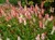 Dwarf Fleeceflower thumbnail