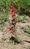 Scarlet Gilia