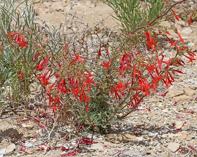 Scarlet Gilia