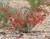 Scarlet Gilia thumbnail