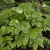 Variegated Solomon's Seal
