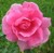 Carefree Beauty Rose thumbnail